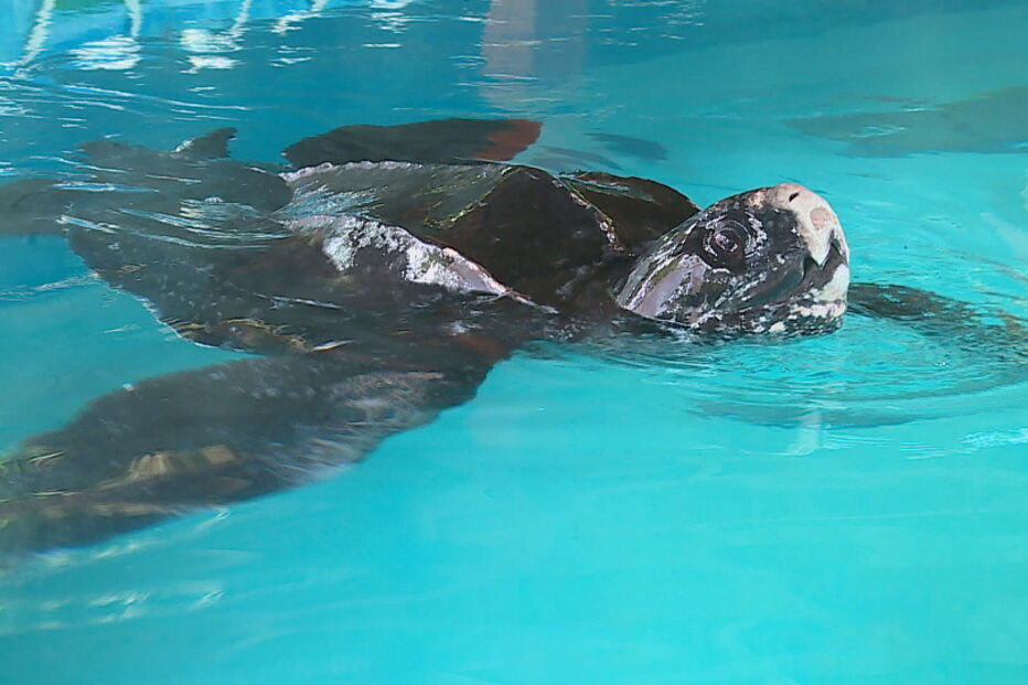 Tartaruga do Zoomarine está a recuperar