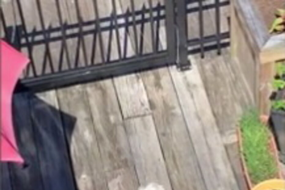 Animal não resistiu aos carinhos 