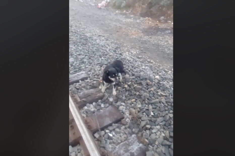 Maquinista pára comboio para salvas cão acorrentado à linha ferroviária