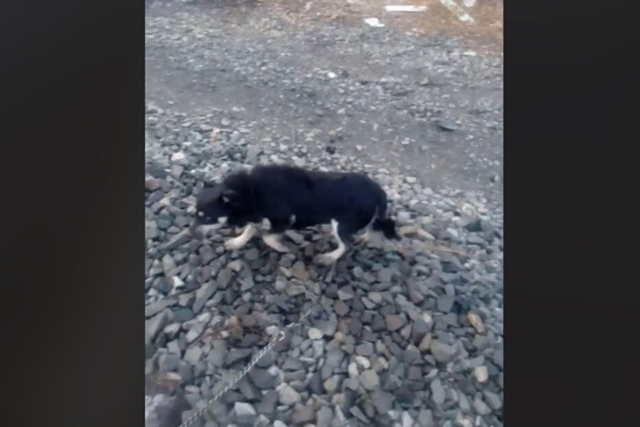 Maquinista pára comboio para salvas cão acorrentado à linha ferroviária