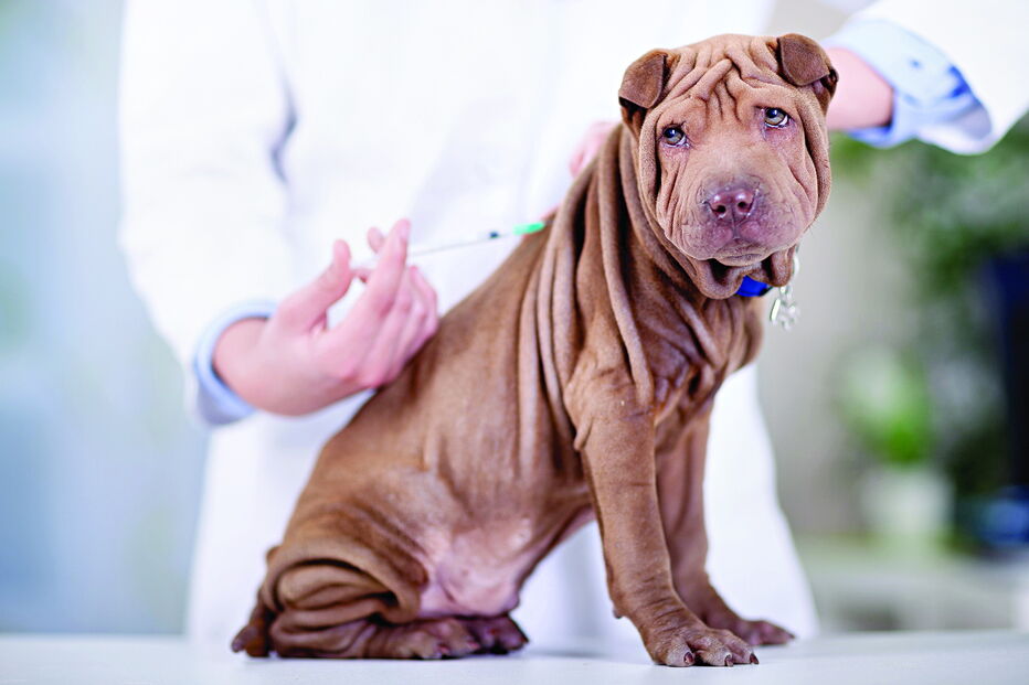 Especialista garante que vacinação confere proteção aos animais e donos   