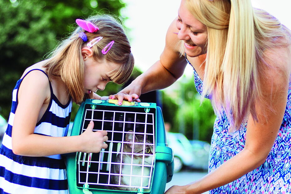 Animal tem de se fazer acompanhar  do seu ‘BI’ nas deslocações 