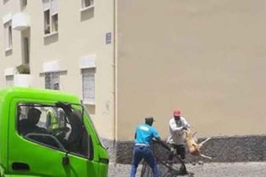 Autarquia praiense revelou que em 2018 foram abatidos por eletrocussão 1.600 cães