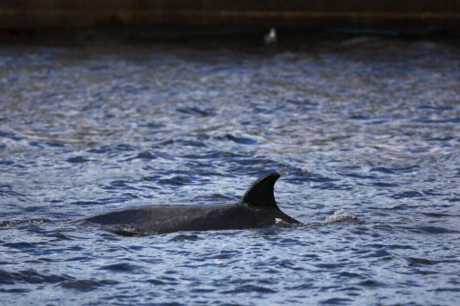 Golfinho nariz de garrafa