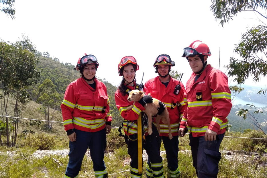 Cão resgatado de uma mina em Paredes 