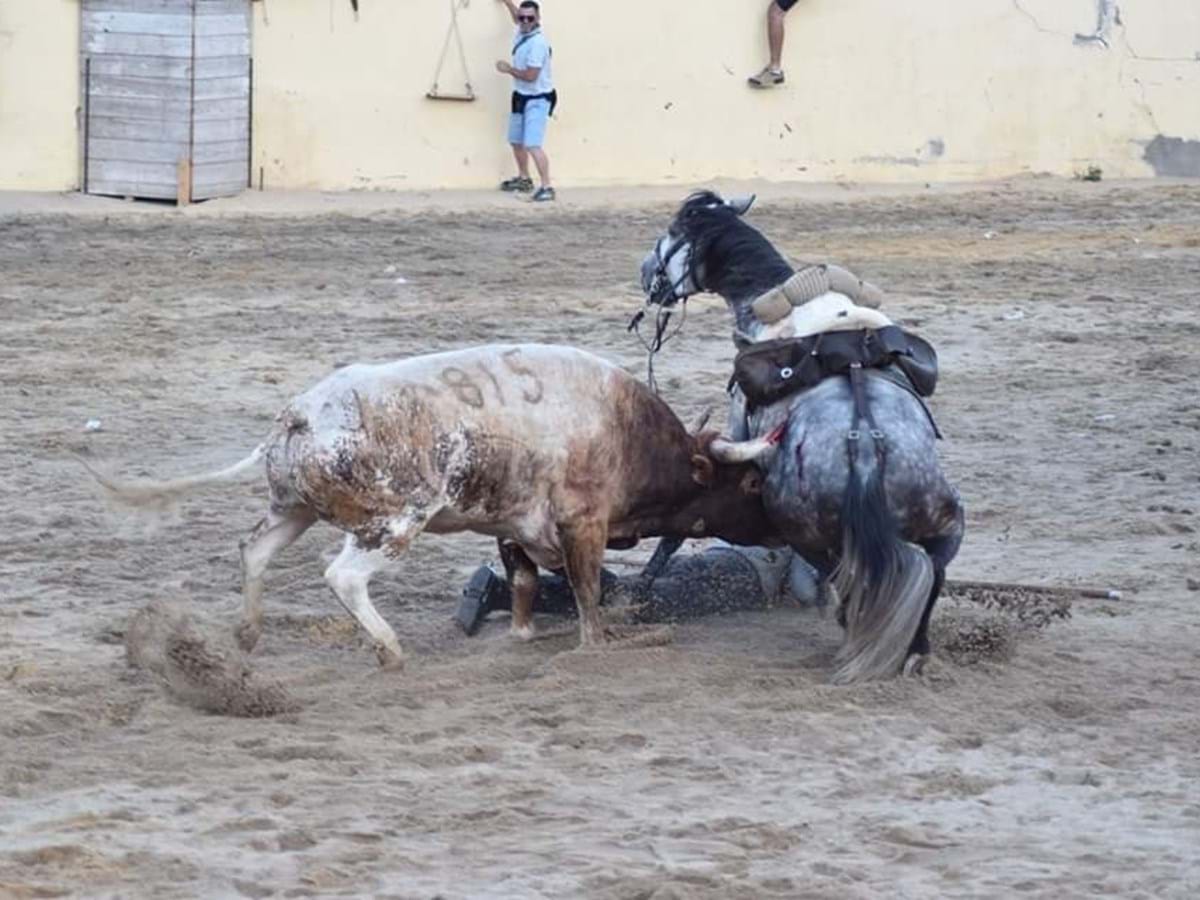 Cavalo morto em mata incomoda moradores da região Oeste de Franca