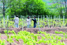Asiáticos chegam em grande número para trabalhar na agricultura 