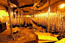 Estufa de 1000 m2 escondida em fábrica 