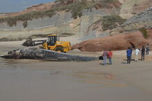 Baleia morta removida de praia em Peniche