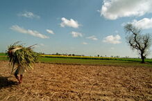 Mulheres trabalham em condições duras em campos de cana-de-açúcar na Índia