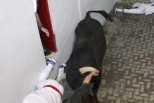 largada de touros em Espanha