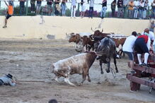 Cavalo morre durante festas do Colete Encarnado em Vila Franca de Xira