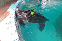 Tartaruga Quinas treina capacidade de nadar