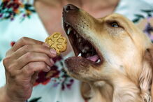 Doença de cadela inspira pequeno negócio de biscoitos nos Açores 