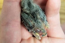 Pássaro vai de Uber ao veterinário