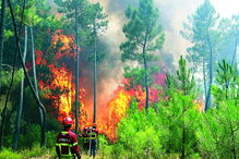 Labaredas com mais de 15 metros de altura nas florestas do  concelho de Mação, que já quase não tem qualquer mancha verde 