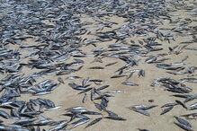 Milhares de peixes mortos na praia da Fonte da Telha