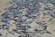 Milhares de peixes mortos na praia da Fonte da Telha