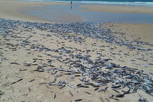 Milhares de peixes mortos na praia da Fonte da Telha