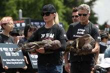 Cães estão a ser salvos das fazendas de produção de carne na Coreia do Sul