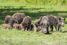 Estudo visa determinar dimensão da praga de javalis em Portugal e os prejuízos provocados aos agricultores
