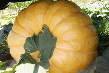 Fernando Santos, presidente da Junta de Aguiar de Sousa, junto da abóbora gigante, protegida do sol por uma barraca  