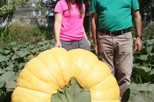 Fernando Santos, presidente da Junta de Aguiar de Sousa, junto da abóbora gigante, protegida do sol por uma barraca  