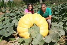 Fernando Santos, presidente da Junta de Aguiar de Sousa, junto da abóbora gigante, protegida do sol por uma barraca  