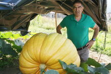 Fernando Santos, presidente da Junta de Aguiar de Sousa, junto da abóbora gigante, protegida do sol por uma barraca  