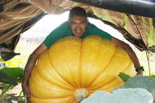 Fernando Santos, presidente da Junta de Aguiar de Sousa, junto da abóbora gigante, protegida do sol por uma barraca  