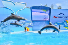 Espetáculo de golfinhos no Zoomarine