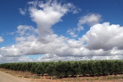 Plantação de olival intensivo perto da aldeia de Quintos (Beja),