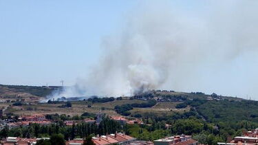Conheça a história de Mike, o cão que tem medo de atravessar pontes