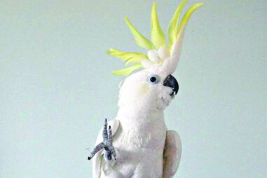 Catatua dança ao som de clássicos da pop