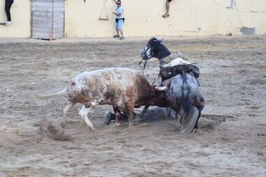 Cavalo morre durante festas do Colete Encarnado em Vila Franca de Xira