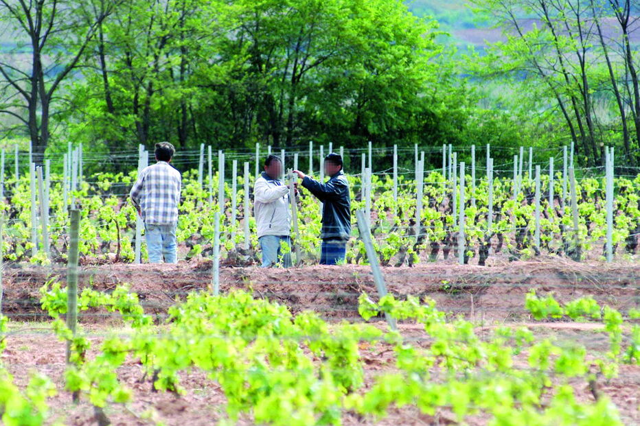 Asiáticos chegam em grande número para trabalhar na agricultura 