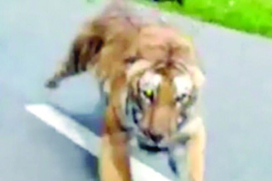 Tigre tenta apanhar motociclista na Índia  