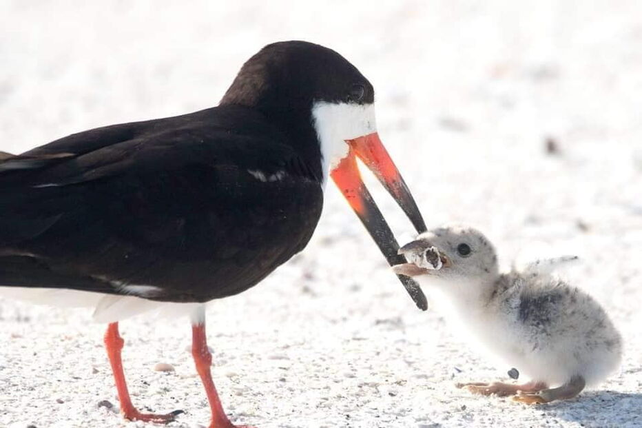 pássaro alimenta cria com beata