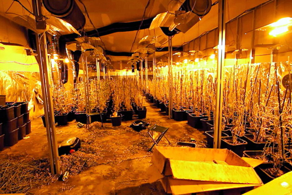 Estufa de 1000 m2 escondida em fábrica 