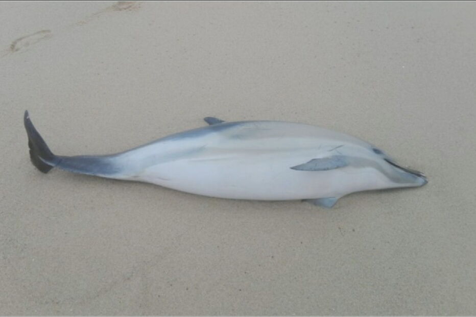 Golfinho dá à costa na praia do Mirante em Santa Cruz