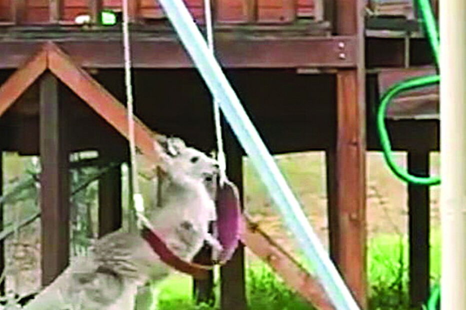 Canguru surpreende e brinca em baloiço num quintal