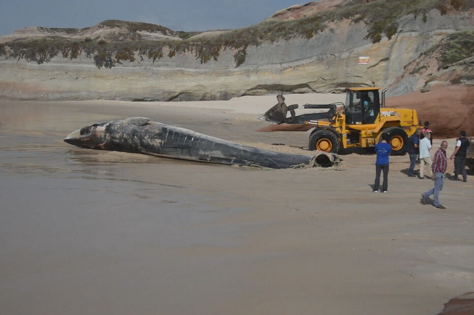 Baleia morta removida de praia em Peniche