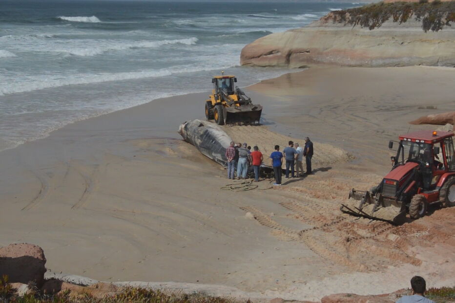 Baleia morta removida de praia em Peniche