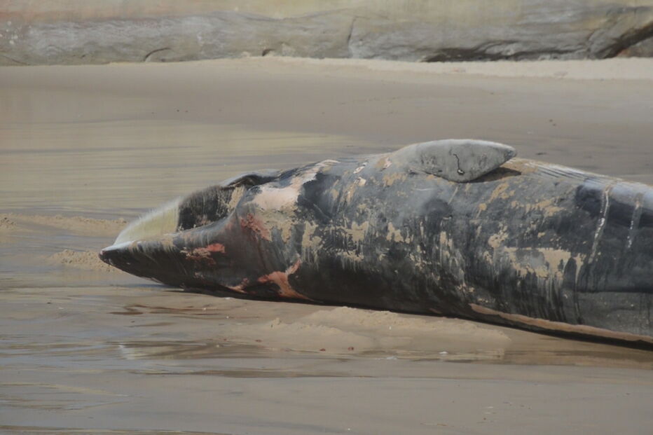 Baleia morta removida de praia em Peniche