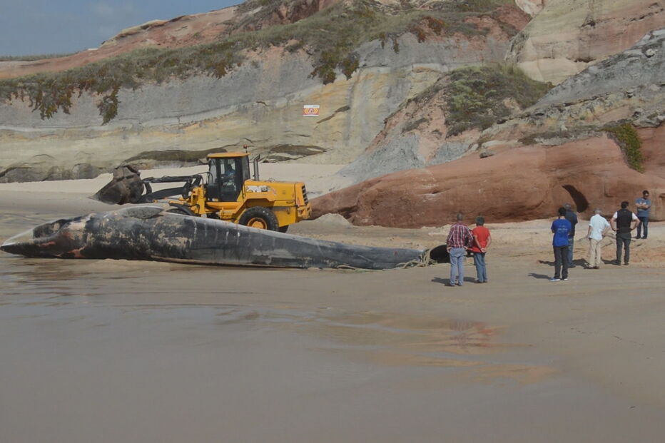 Baleia morta removida de praia em Peniche