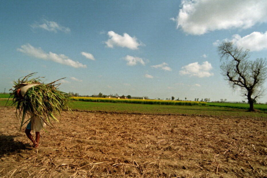 Mulheres trabalham em condições duras em campos de cana-de-açúcar na Índia