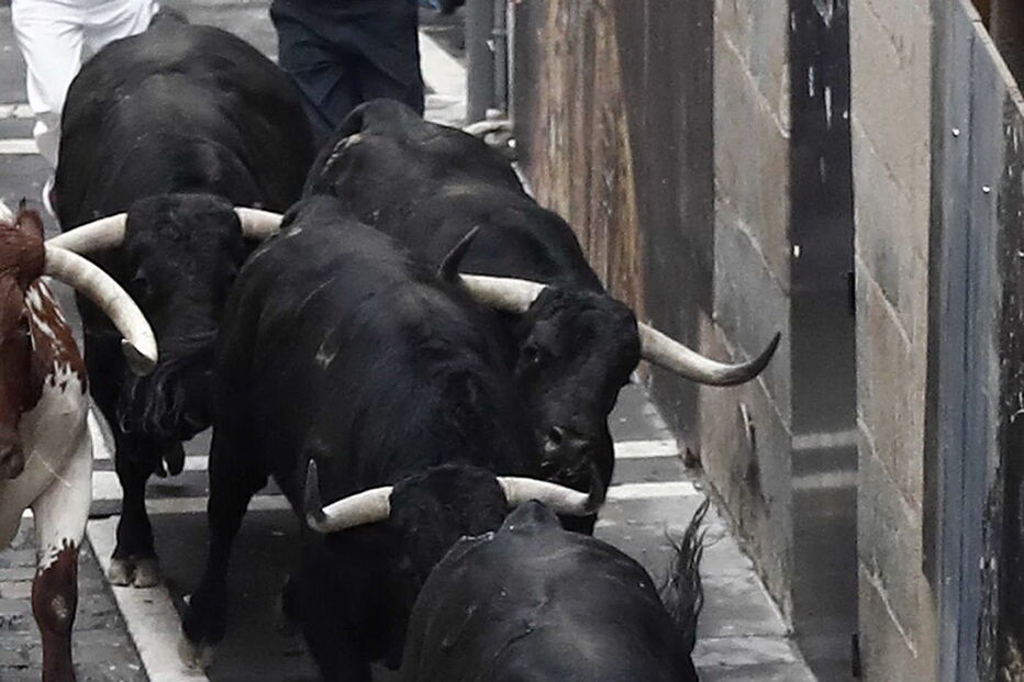 largada de touros em Espanha