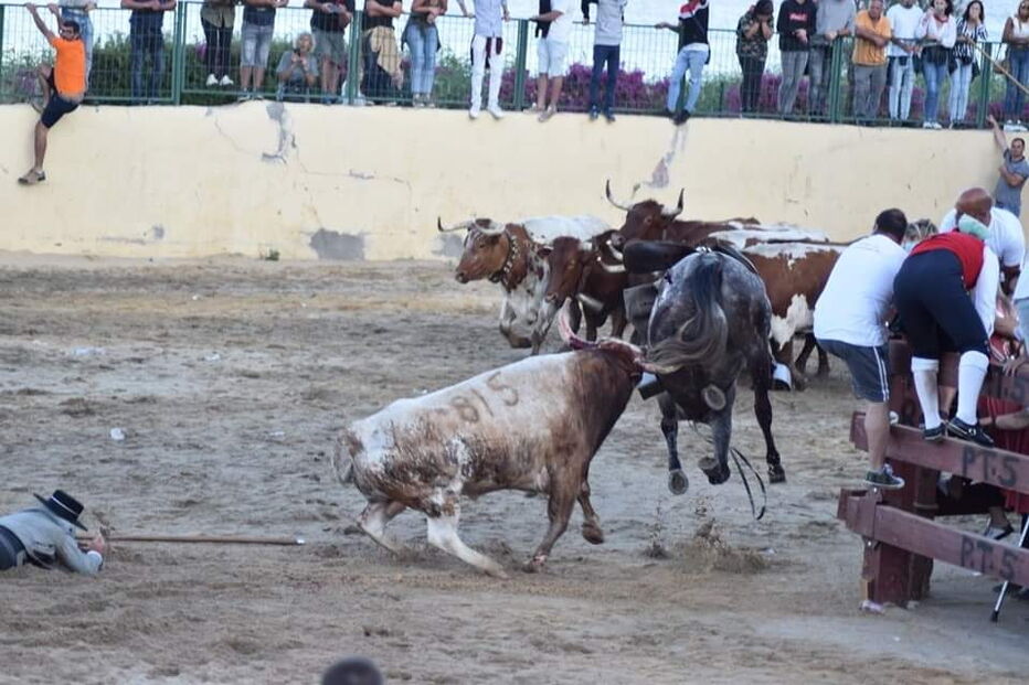 Cavalo morre durante festas do Colete Encarnado em Vila Franca de Xira