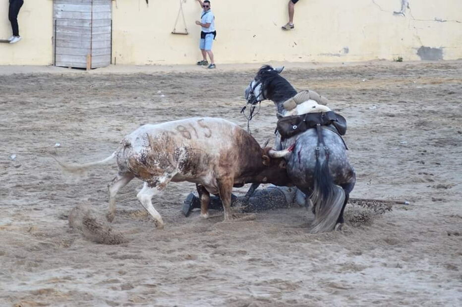 Cavalo morre durante festas do Colete Encarnado em Vila Franca de Xira