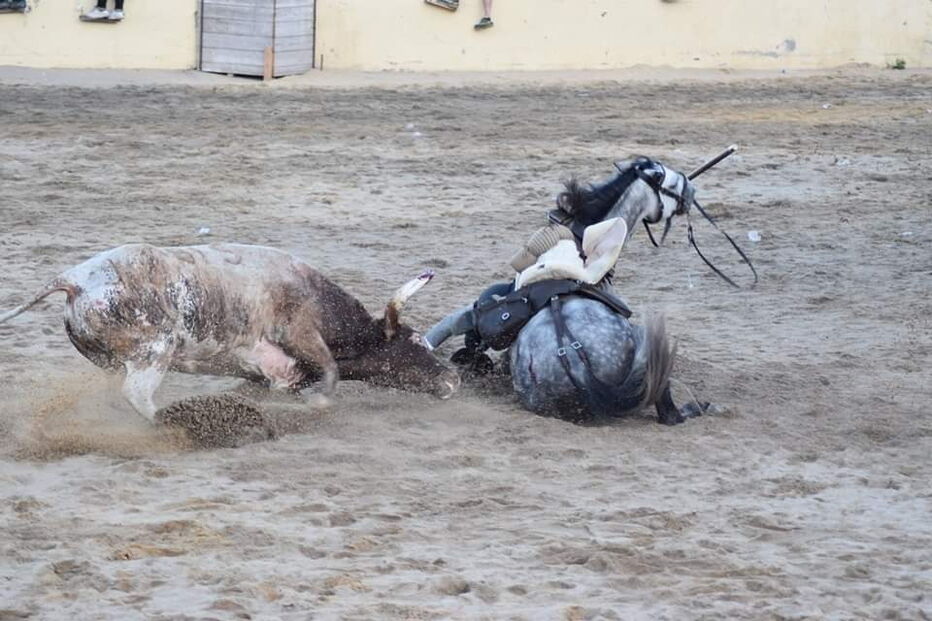 Cavalo morre durante festas do Colete Encarnado em Vila Franca de Xira
